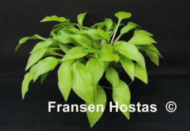 Hosta O'Harra
