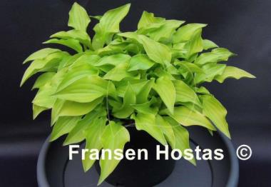 Hosta O'Harra