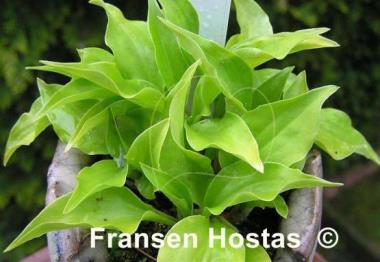 Hosta O'Harra