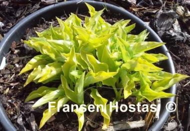 Hosta O'Harra