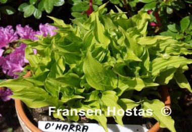 Hosta O'Harra