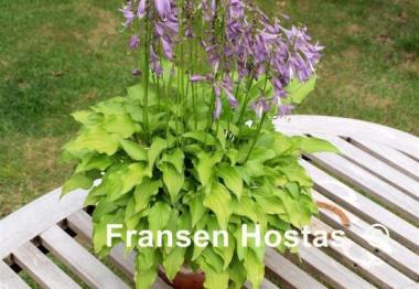 Hosta O'Harra