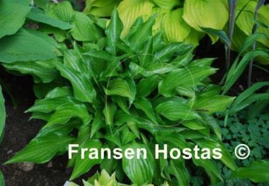 Hosta Oberland Green Swallow