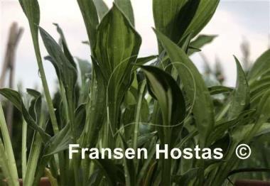 Hosta Oberland Spring Air