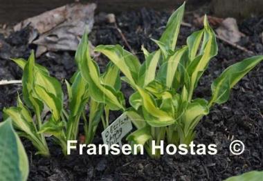 Hosta Oberland Spring Air