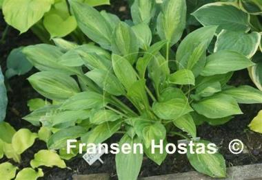 Hosta Oberland Spring Air