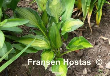 Hosta Oberland Spring Air