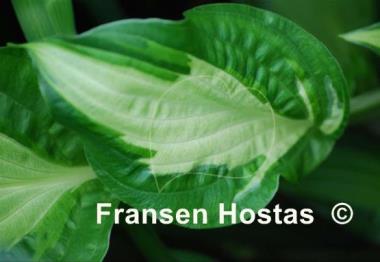 Hosta Oberland Spring Air