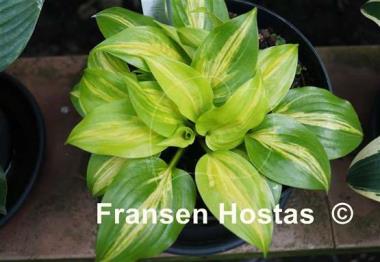 Hosta Obi-Wan Kenobi
