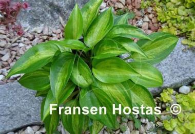 Hosta Obi-Wan Kenobi