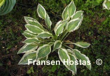 Hosta Obscene Gesture