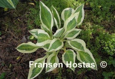 Hosta Obscene Gesture