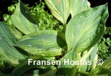 Hosta Obscene Gesture