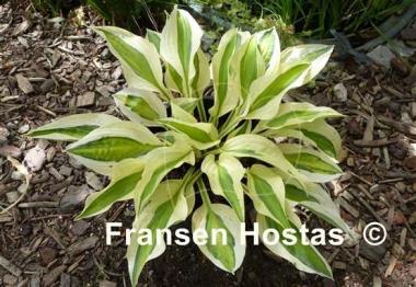 Hosta Obscene Gesture
