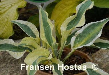 Hosta Obscene Gesture