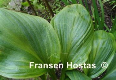 Hosta Obsession