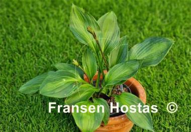 Hosta Obsession
