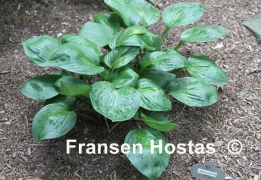 Hosta Obsession