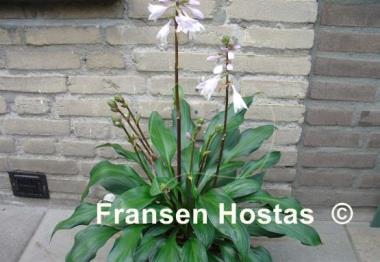 Hosta Obsession
