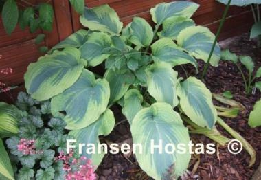 Hosta Ocean Isle