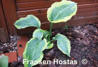 Hosta Ocean Isle