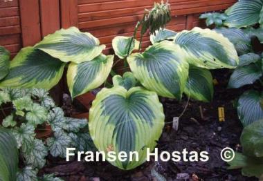 Hosta Ocean Isle