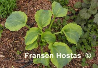 Hosta Ocean Isle
