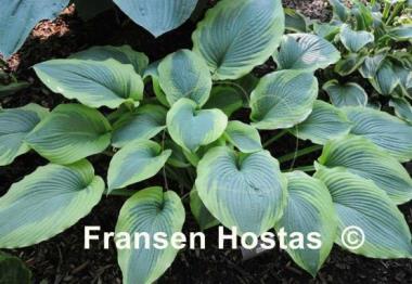 Hosta Ocean Isle