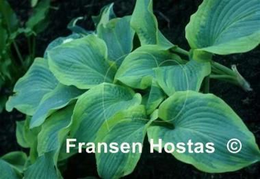 Hosta Ocean Isle