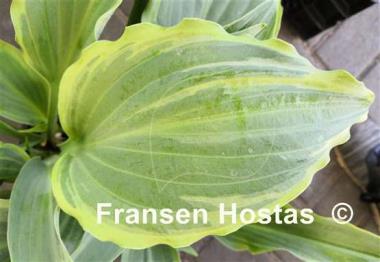 Hosta October Fest
