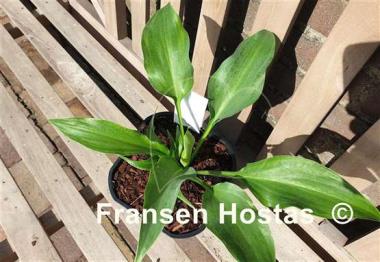Hosta October Fest