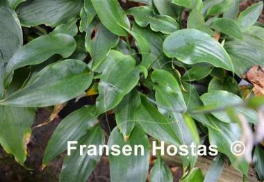 Hosta October Fest