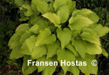 Hosta Ogon Amachi
