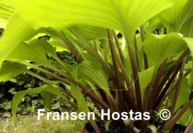 Hosta Ogon Amachi