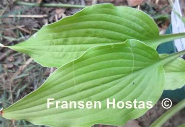 Hosta Ogon Amachi