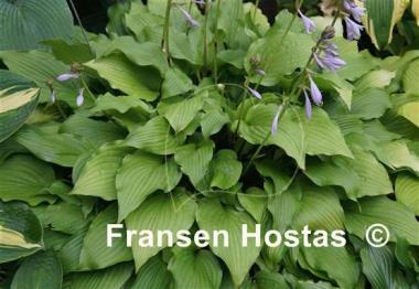 Hosta Ogon Amachi