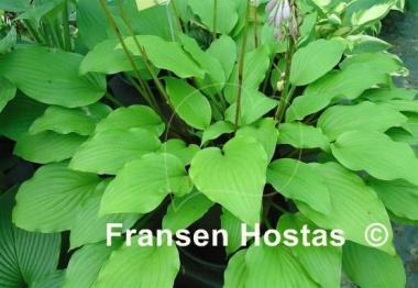 Hosta Ogon Amachi