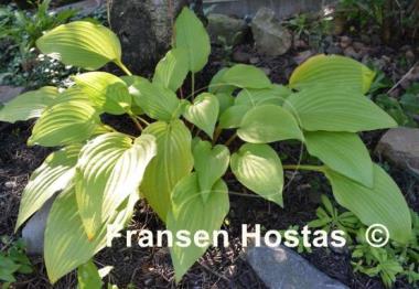 Hosta Ogon Amachi