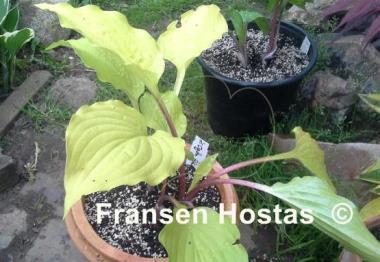 Hosta Ogon Amagi Iwa