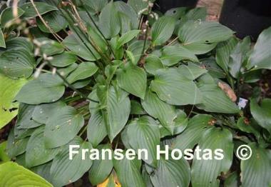 Hosta Ogon Chirifu Hime