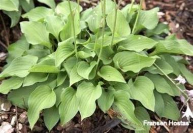 Hosta Ogon Chirifu Hime