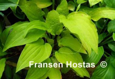 Hosta Ogon Tsushima