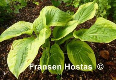 Hosta Oh Cindy