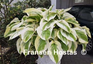 Hosta Oh Cindy