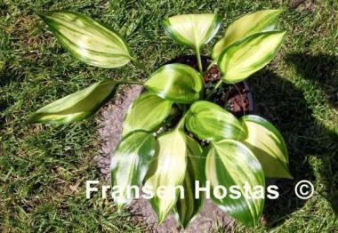 Hosta Oil Paint