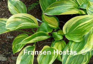 Hosta Oil Paint