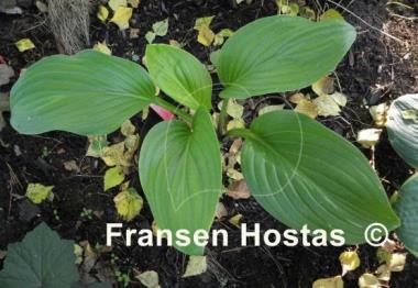 Hosta Old Faithful