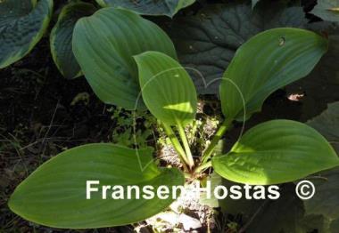 Hosta Old Faithful