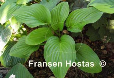 Hosta Old Faithful