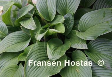 Hosta Old Faithful